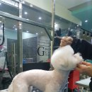 일산그루밍캐나다 이미지