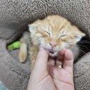 행배