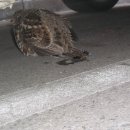 가인동물병원 이미지