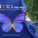 하늘누에 이미지