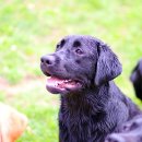 도기헤븐 이미지