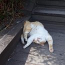 나만고양이없어 이미지