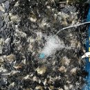 수산항 횟집 | 쏠비치 양양 수산항 맛집 해녀횟집 섭국 리얼후기 (ft.양양아침식사)