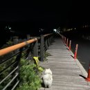 별다리 캠핑 이미지