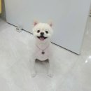 도그룸 (DO GROOM) 이미지