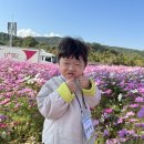 (10/23) 고인돌 가을 꽃 축제🌸 이미지