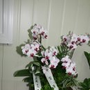 평안교회 이미지