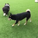 도그플래닛 이미지