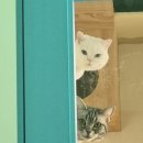 고양이호텔코자냥 이미지