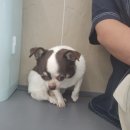 도그애견 이미지