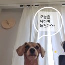 카니쉬펫 네이버블로그