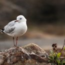 갈매기꿈 이미지