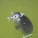 개발새발 이미지