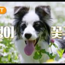 하이원펫클럽 이미지