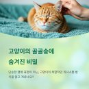고양이집사 이미지