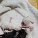 삼양동물병원 이미지