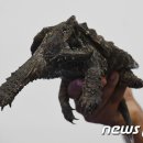 거북공원-1 머니투데이