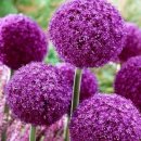 고향꽃화원 이미지