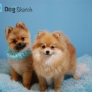애견스케치 이미지