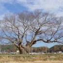 영풍 단촌리 느티나무 이미지