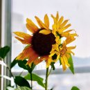 홍제초교(병설)유치원 이미지