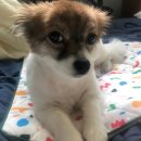 바니펫 | 반짝쿨매트, 먹어도 안전한 쿨젤 냉매 사용, 인견 커버와 안전한 쿨젤매트로 강아지열사병 피해보자