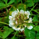 Clover 이미지
