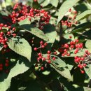 하늘빛으로 물든새 이미지