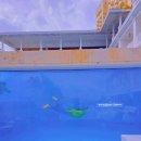 (주)뉴리프 | 세부 프리다이빙 체험 한달살기 어학연수 꼭 경험 뉴그랑블루