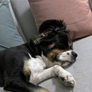 꽃보다 멍 이미지