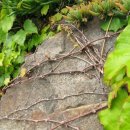 청조민박 이미지