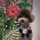 그루밍 펫 뷰티샵 이미지