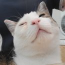 광교호수 동물병원 이미지