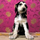 똥강아지 이미지