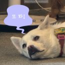 카페훈트 | [일상 기록] 유기견 입양카페 훈트 'HUND' 방문 후기, 이색데이트 봉담카페 힐링