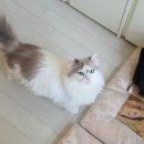 929 | [인천 서구 점집] 갓 신내림 받은 용한 점집 청수궁 별당아씨