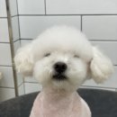 호야네애견샵 네이버블로그