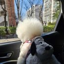 [내돈내산]새로생긴 파주 슈베르몽 애견 운동장 솔직후기🐾(사람 징쨔 많다..)