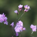 생명+중첩 이미지