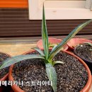 아메리카나 이미지