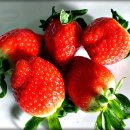 김용선 농장 이미지