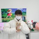 멍냥멍냥 | 옥정동말티푸분양 멍냥스타 방문 후기 (1967)