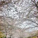 예래입구 | 제주 대왕수천예래생태공원 벚꽃 명소 | 제주 산책코스 제주 여행코스 제주 가볼만한 곳 추천