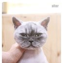 뽀꼬뽀꼬샵(#) 이미지