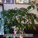 덕수꽃집 이미지