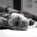 왕십리동물병원 이미지