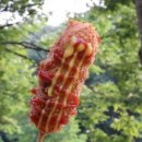 단양마늘핫도그