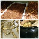 흑도깨비흑삼원 이미지