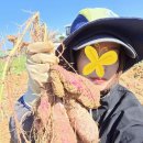 황토 향 가득한 호박고구마 호풍미 판매합니다. 이미지