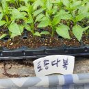 다복농장 이미지